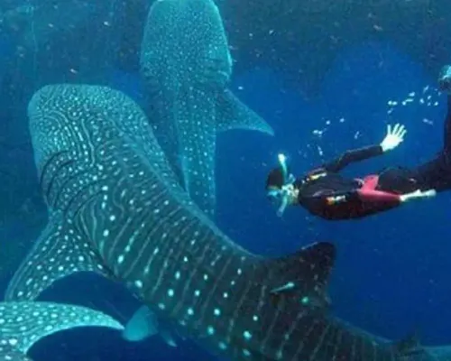 Whale Shark with Tumalog Falls & Sumilon Sandbar